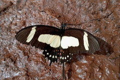 Heraclides torquatus