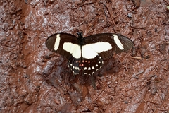 Heraclides torquatus