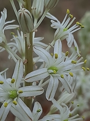 Drimia sanguinea