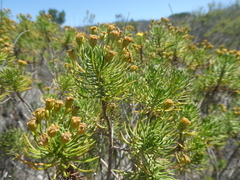 Euryops linifolius