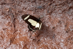 Heraclides torquatus