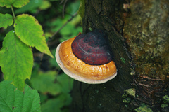 Fomitopsis pinicola