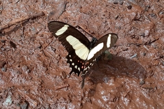 Heraclides torquatus