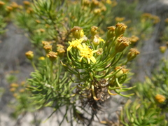 Euryops linifolius