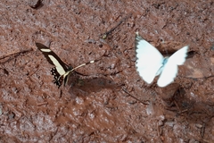 Heraclides torquatus