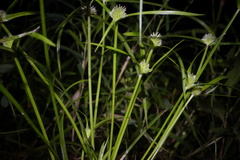 Cyperus hortensis
