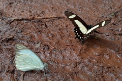 Heraclides torquatus