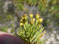 Euryops linifolius