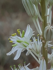 Drimia sanguinea