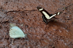 Heraclides torquatus