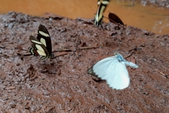 Heraclides torquatus