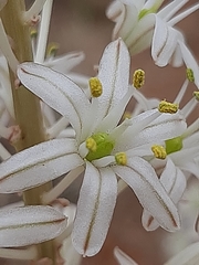 Drimia sanguinea