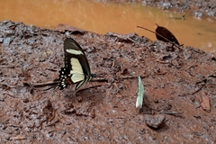 Heraclides torquatus