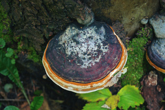 Fomitopsis pinicola