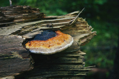 Fomitopsis pinicola