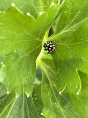 Eriopis connexa
