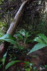 Aulotandra trigonocarpa image