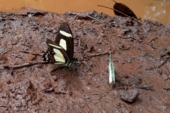 Heraclides torquatus