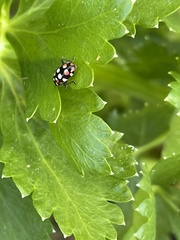 Eriopis connexa