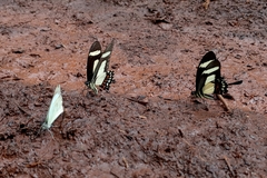 Heraclides torquatus