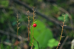Maianthemum bifolium
