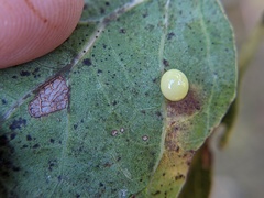 Zopheroteras hubbardi