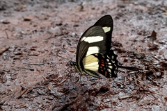 Heraclides torquatus