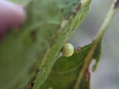 Zopheroteras hubbardi