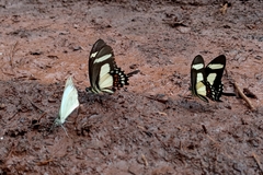 Heraclides torquatus