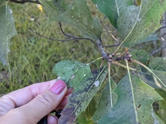 Zopheroteras hubbardi