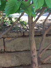 Sciurus carolinensis