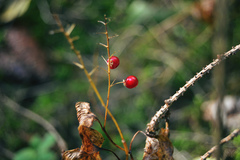 Maianthemum bifolium