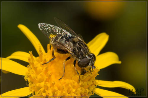 Palpada meigenii