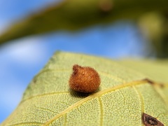 Caryomyia holotricha