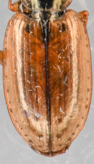 Agonum limbatum