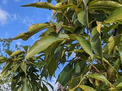 Caryomyia holotricha