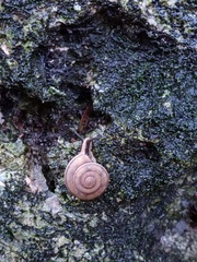 Elaphroconcha javacensis