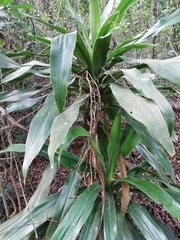 Dracaena aletriformis