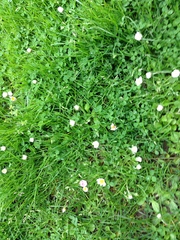 Bellis perennis