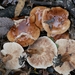 Tricholoma lutescentifolium - Photo no rights reserved, uploaded by Garrett Taylor