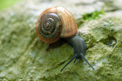 Campylaea illyrica