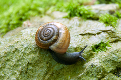Campylaea illyrica