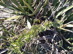 Metastelma barbigerum