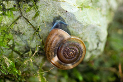 Campylaea illyrica