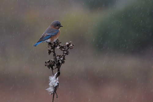 Eastern Bluebird photographed in Illinois