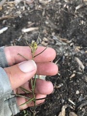 Sisymbrium erysimoides