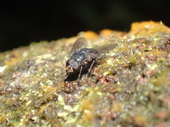 Calliphoroides antennatis