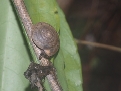 Dyakiidae