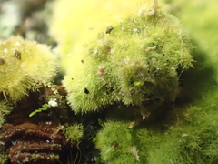 Coenogonium implexum