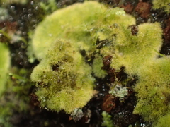 Coenogonium implexum